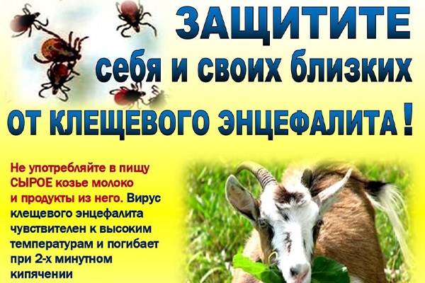 В Брестской области зарегистрированы случаи клещевого энцефалита с пищевым заражением!