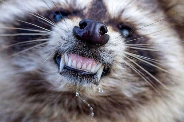 Бешенство у животных 